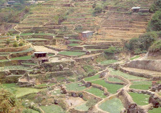 Cameron Highlands, vegetable farm