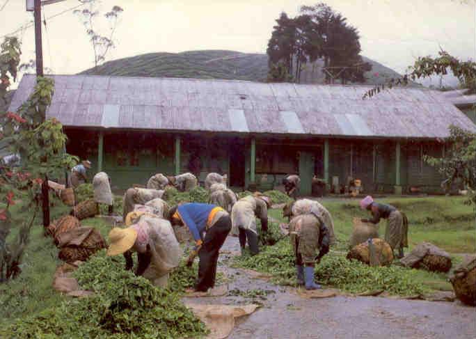 Boh Tea garden