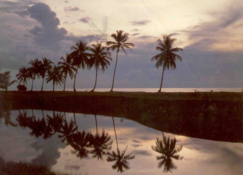 East coast, coconut palms