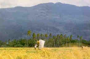 Kedah, the rice bowl