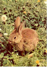 Kuala Lumpur, Zoo Negara, rabbit