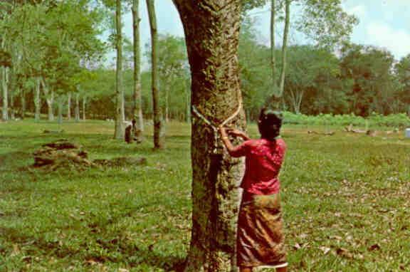 Kuala Lumpur, rubber estate