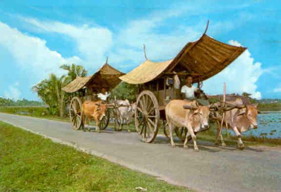 Malacca, bullock cart