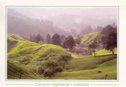 Cameron Highlands, Sungai Palas Tea Estate