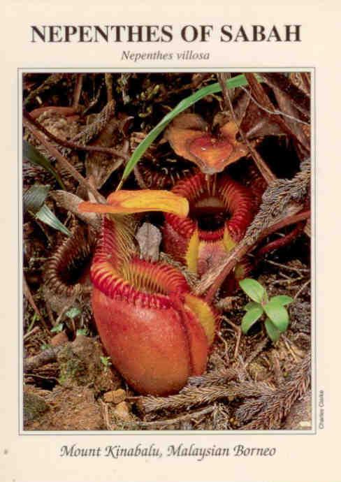 Nepenthes of Sabah: Nepenthes villosa