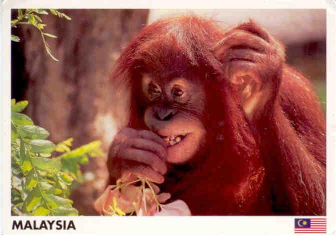 A young Orang Utan