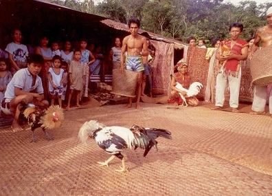 Ibans watching cock fighting in a longhouse