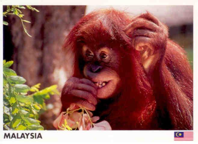 A young Orang Utan