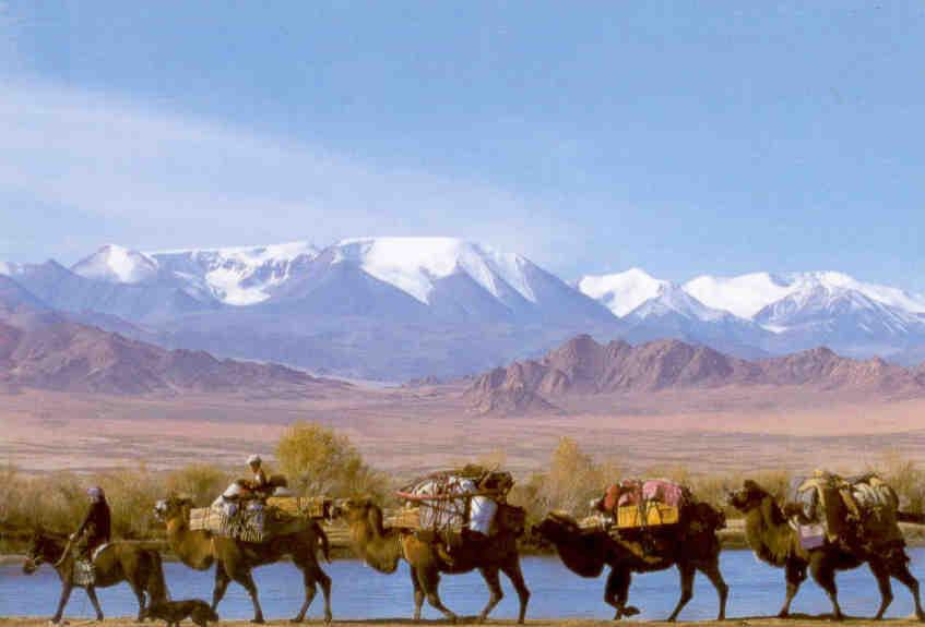 Countryside and camels