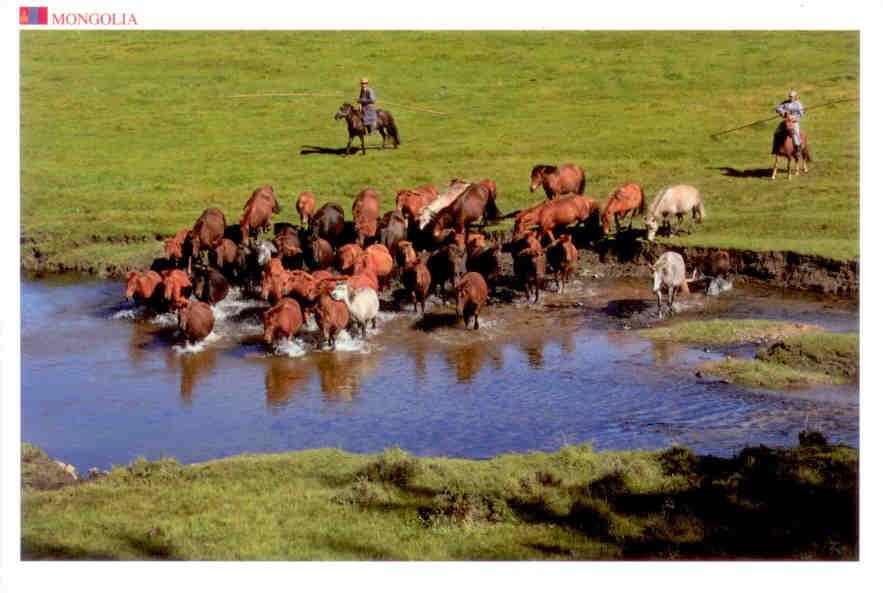 Greatings (sic) from Mongolia – Herd of horses crossing a pond