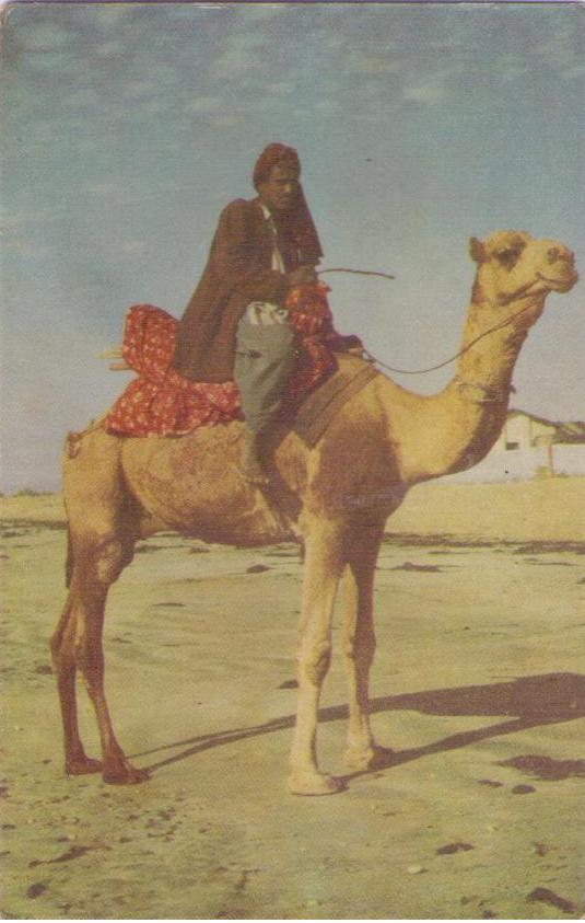 Camel Ride Karachi