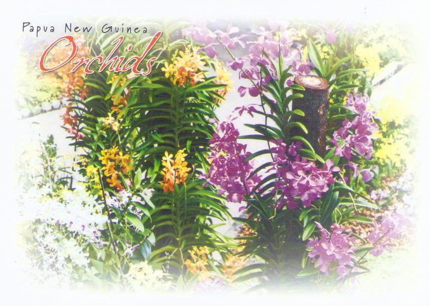 Orchids, multiple