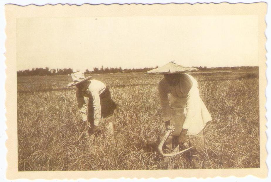 Rice Farmers at the turn of the century