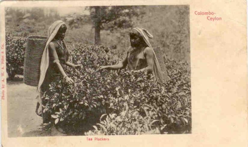 Ceylon, Tea Pluckers