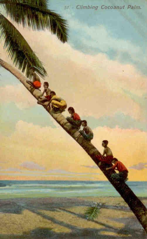 Climbing Cocoanut Palm