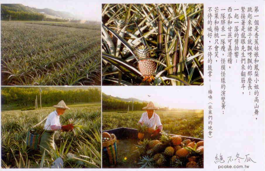 Formosa, pineapple field
