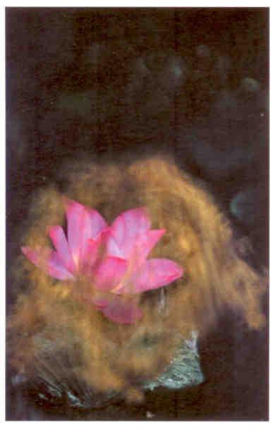 Photography Exhibition – two flowers (Chin-Yuan Hsu)