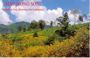 Mae Hong Son, sunflowers