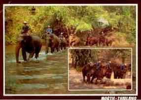 North Thailand, elephants