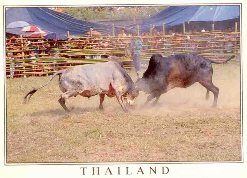 Thai bullfighting
