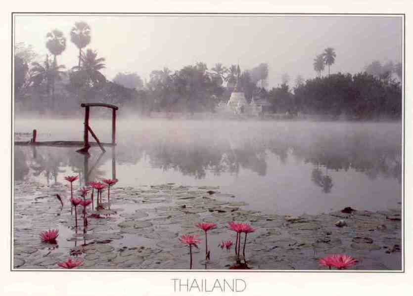 Northern Thailand, lotus pool