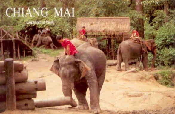 Chiang Mai, elephants at work