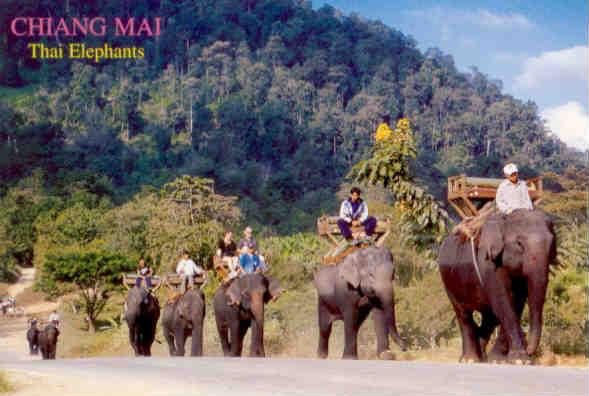 Chiang Mai, Thai Elephants