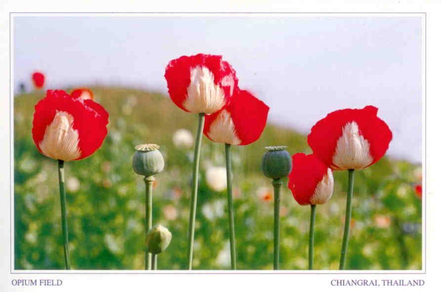 Chiang Rai, opium field