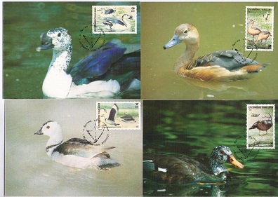 Ducks (Maximum Cards) (set of 4)