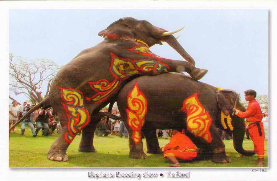 Elephants Breeding Show (CH.184)
