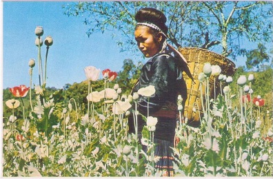 Meo Hill Tribe Girl in the midst of Opium poppy plants