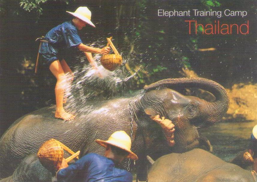 Chiang Mai, Elephant Training Camp