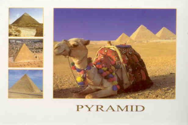 Pyramids and camel