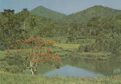 Un Paysage en Guinee, Forestiere
