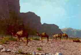 Petra, camels