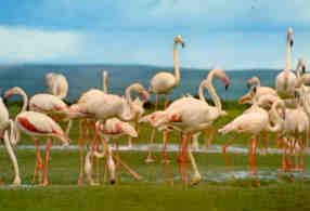 Lake Nakuru, flamingos