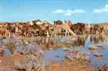 Fezzan, camels watering