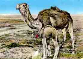 Tripoli, camels