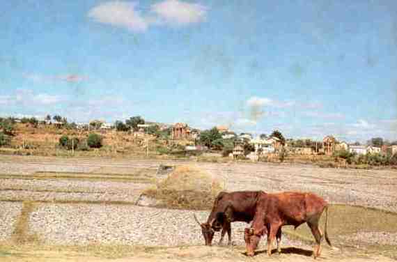 Tananarive area, village and cattle