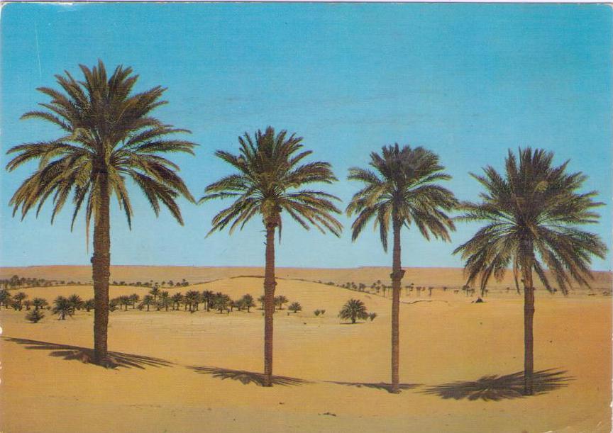 Merzouga, Palm-plantation and golden sands