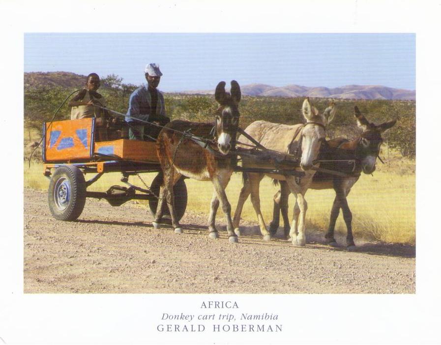 Donkey cart trip