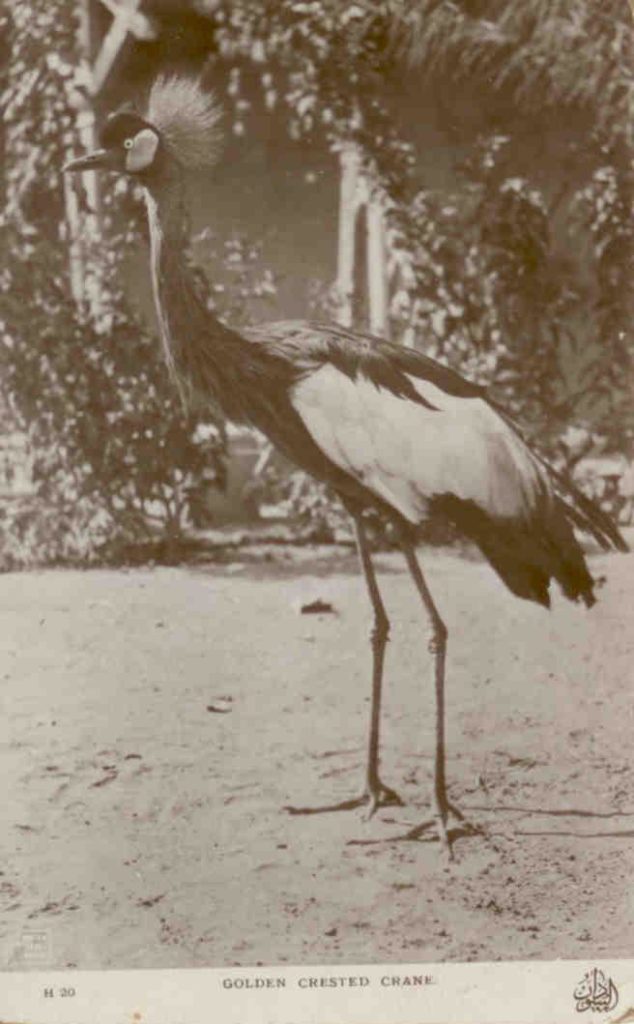 Golden Crested Crane