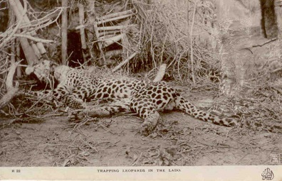 Trapping leopards in The Lado