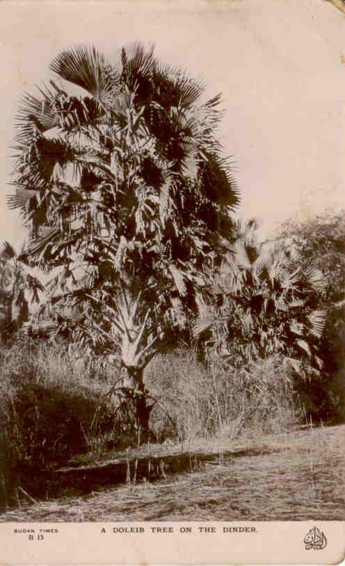 A Doleib Tree on the Dinder