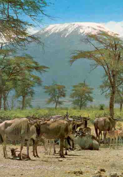 Mt. Kilimanjaro and wildebeeste (Tanzania)