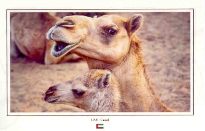 UAE – Camels