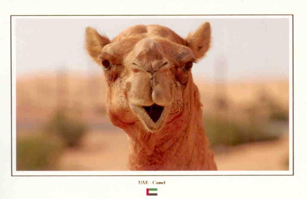 UAE – Camel