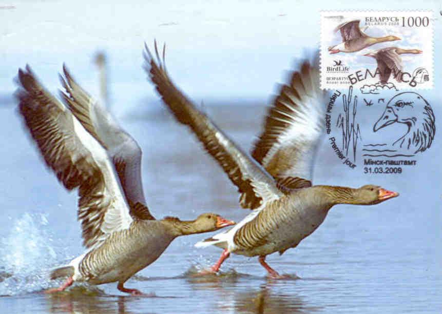 Bird Life – two geese (Maximum Card)