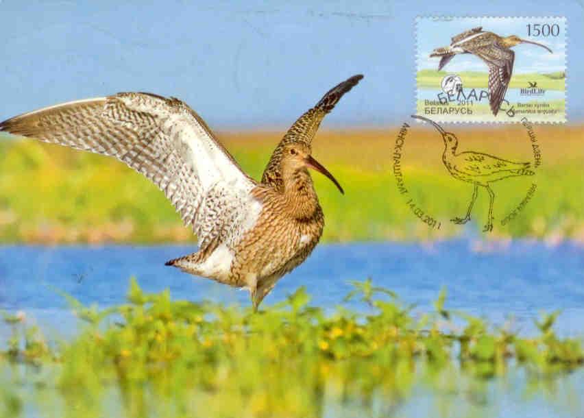 Bird Life – Numenius (Maximum Card)