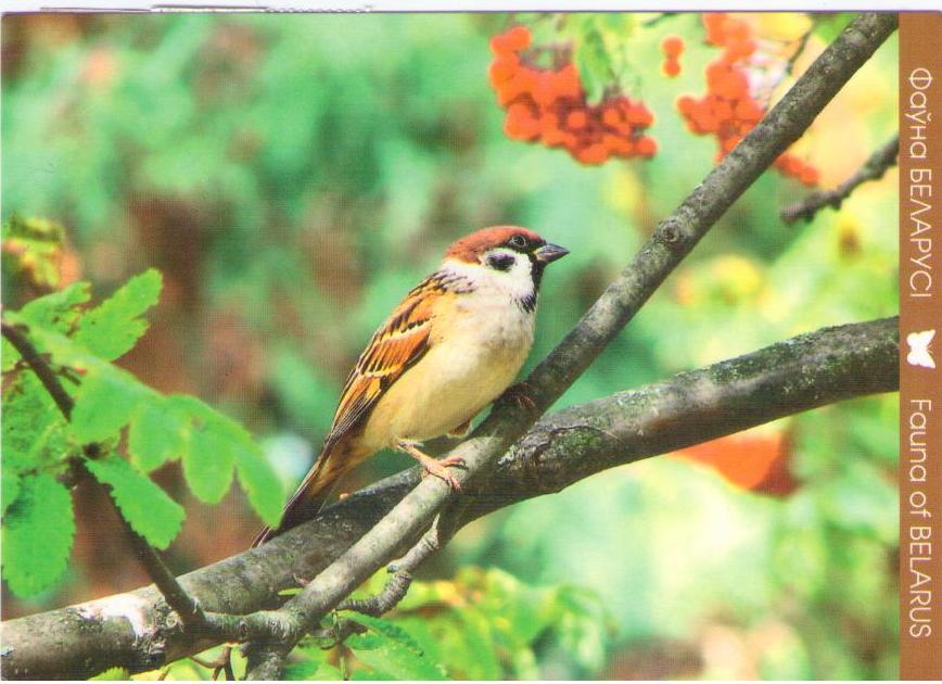 Fauna of Belarus – Tree sparrow
